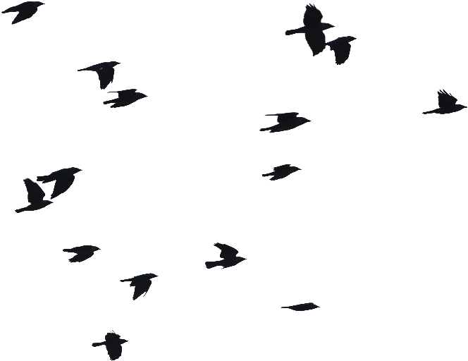 Birds Flying Png Image - Birds Flying Silhouette Png - Free Transparent ...