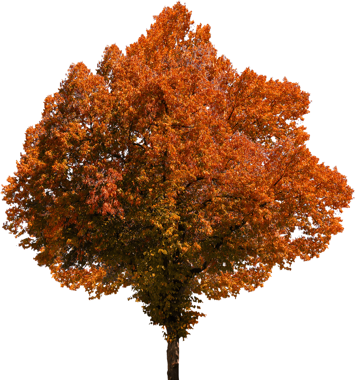 Download Deciduous Tree Png Clip Transparent Stock Autumn Tree