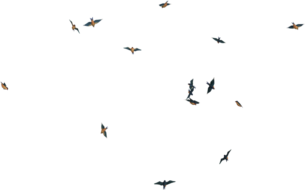 Flying Bird Png Image - Flying Birds Transpareng Png - Free Transparent ...