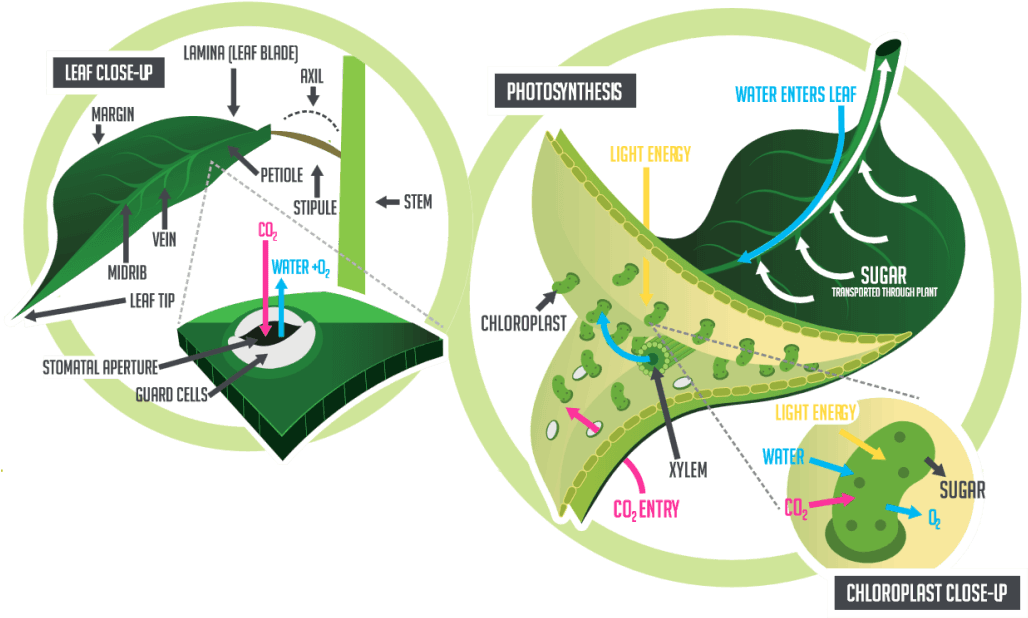 Фотосинтез в цифрах. Leaf Physiology.