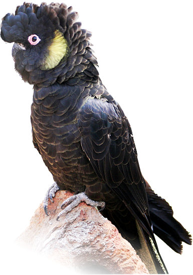 Download Yellow Tailed Cockatoo - Black Cockatoo Transparent Png Image 