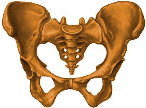 Download Pelvis Node Icon - Pelvis Bone Png PNG Image with No ...