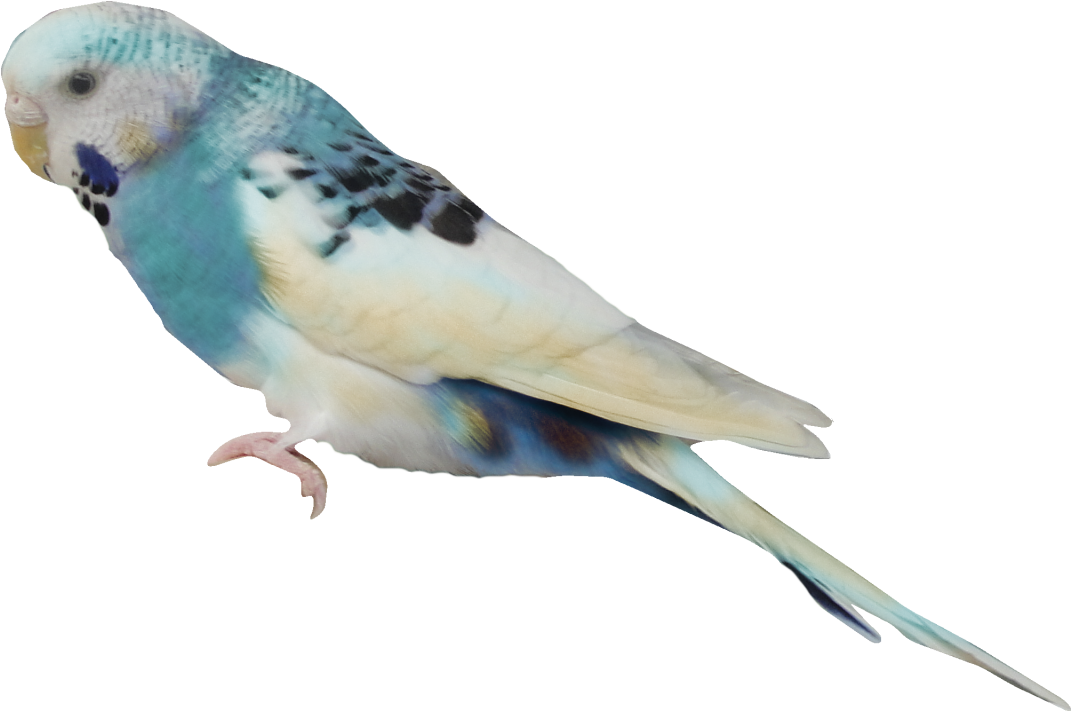 Download Aves Png - 2/4 - Imágenes - Budgerigar PNG Image with No ...