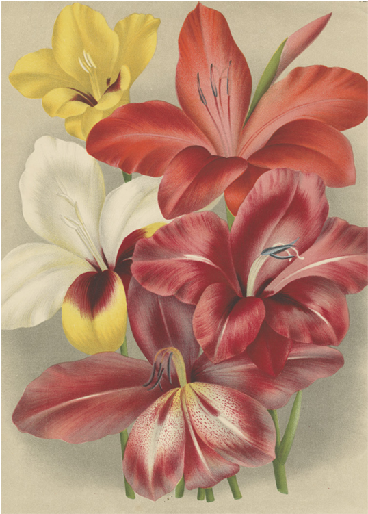 Gladiolus - Botany (500x500), Png Download