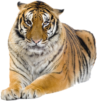 Tiger - Tiger Kindersay - Free Transparent PNG Download - PNGkey