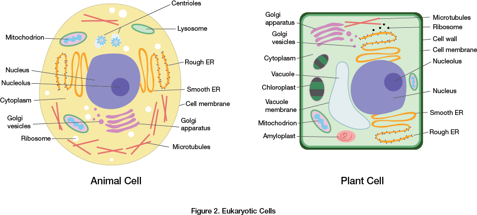 Клетка текст. Cytoplasm эукариот. В клетках всех эукариотических организмов имеются лизосомы.. Pflanzenzelle. Клетка цел.