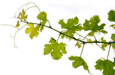 Download Vine Png - Grape Vine Png PNG Image with No Background ...