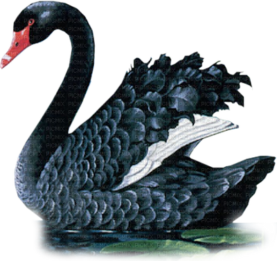 download black swan cygne noir transparent swan gif png image with no background pngkey com transparent swan gif png image with no