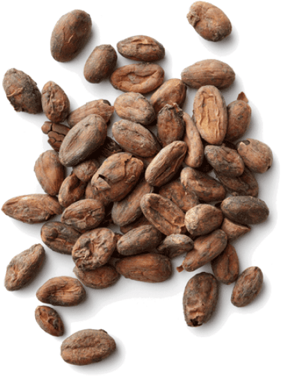 Download Free Png Cacao Png Images Transparent Cocoa Beans Png Png Image With No Background Pngkey Com