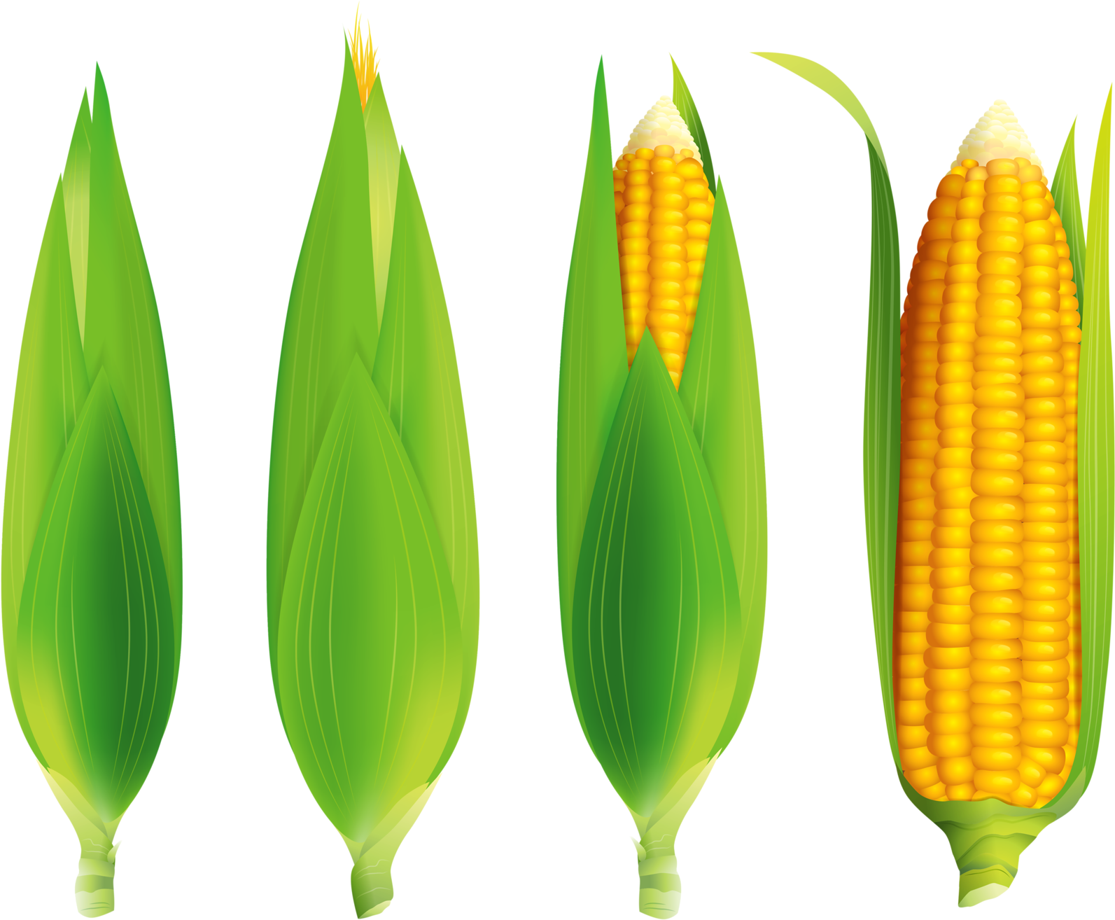 Play Foodvegetablesfree Vector - Maize - Free Transparent PNG Download ...