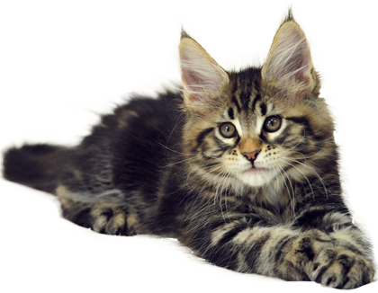 Download Transparent Cat Tumblr Download Mejn Kun Chernyj Mramor Png Image With No Background Pngkey Com