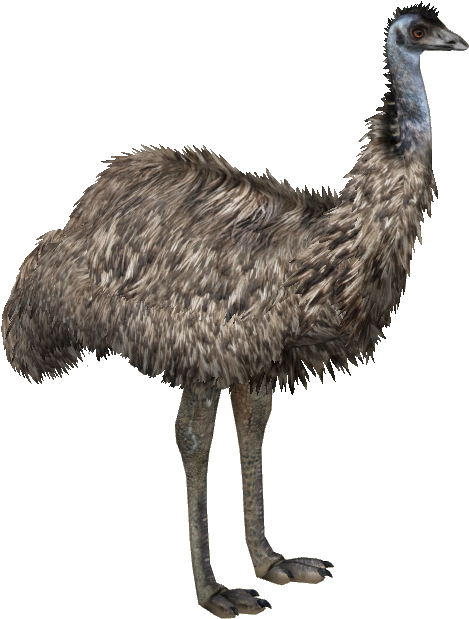 Download Emu - Zoo Tycoon 2 Emu PNG Image with No Background - PNGkey.com