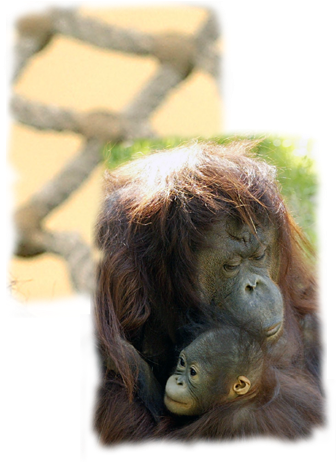 download orangutan png image with no background pngkey com pngkey