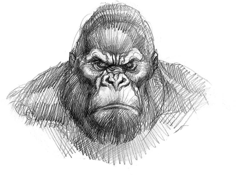 Download King Kong Drawing Easy PNG Image with No Background 