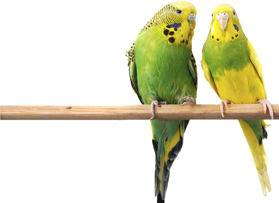 Food Selections - Budgerigars Birds (950x743), Png Download