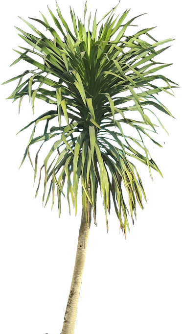 Download Dacreana01l Tree Psd Plant Texture Architecture Graphics Dracena Draco Png Png Image With No Background Pngkey Com