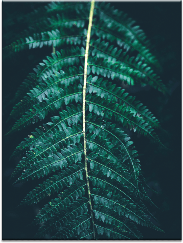 Download Blue Fern - Ostrich Fern PNG Image with No Background - PNGkey.com