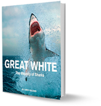 The Majesty Of Sharks - White Shark Books - Free Transparent PNG ...