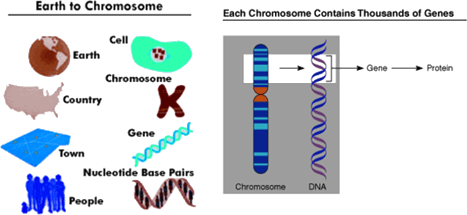 Парные гены называются. Ген и хромосома. Гены и хромосомы. Гены хромосомы деление. Хромосома и ген различие.