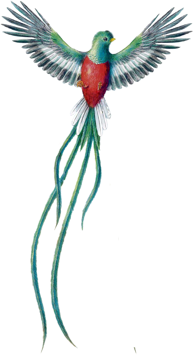 Download Quetzal Dibujo Png Quetzal De Guatemala Png PNG Image with