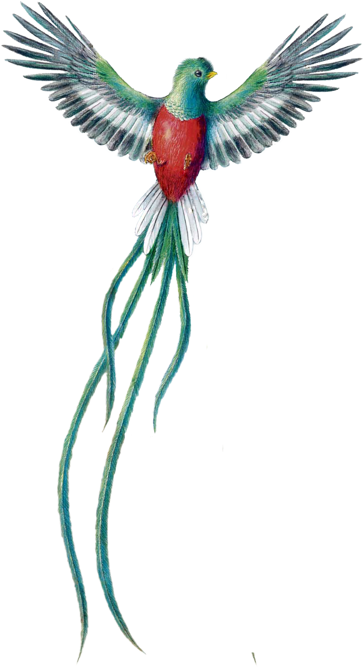 Quetzal Dibujo Png - Quetzal De Guatemala Png - Free Transparent PNG ...