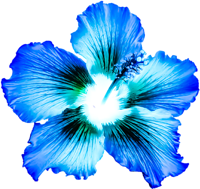 Download Bleed Area May Not Be Visible - Blue Hibiscus PNG Image with ...