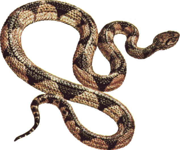 Download Snake Png Free Download - Snake Clipart Gif PNG Image with No  Background 