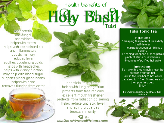 Download Health Benefits Of Holy Basil The Most Sacred Herb