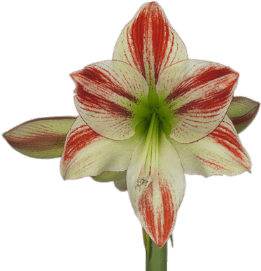 Download Amaryllis Png Image With No Background Pngkey Com