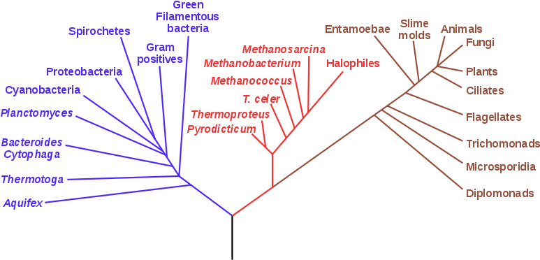 The Phylogenetic - Phylogenetic Tree - Free Transparent PNG Download ...