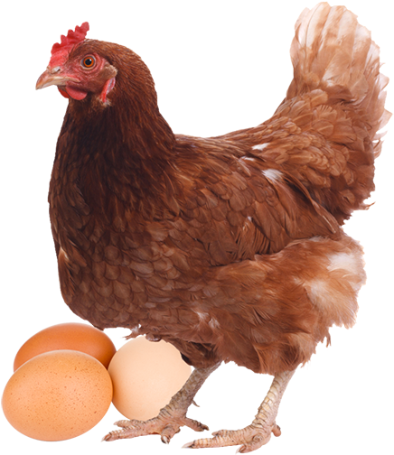 Download Gallina Png - Gallinas Ponedoras PNG Image with No Background ...