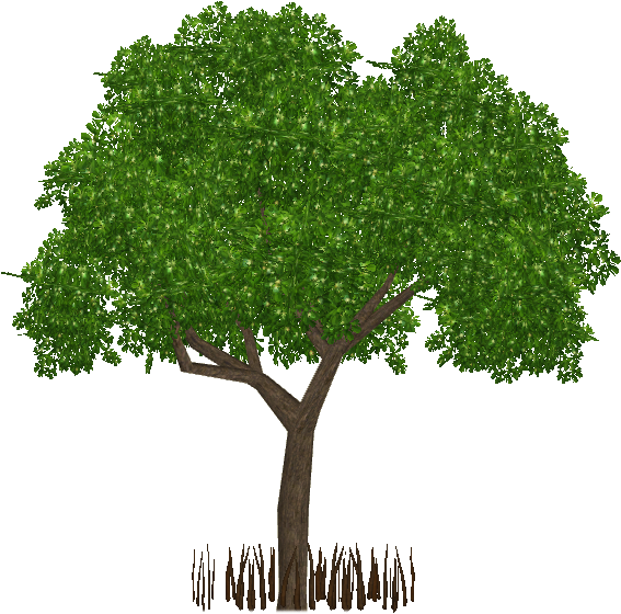 Download Black Mangrove - Tree Png For Architect PNG Image with No ...