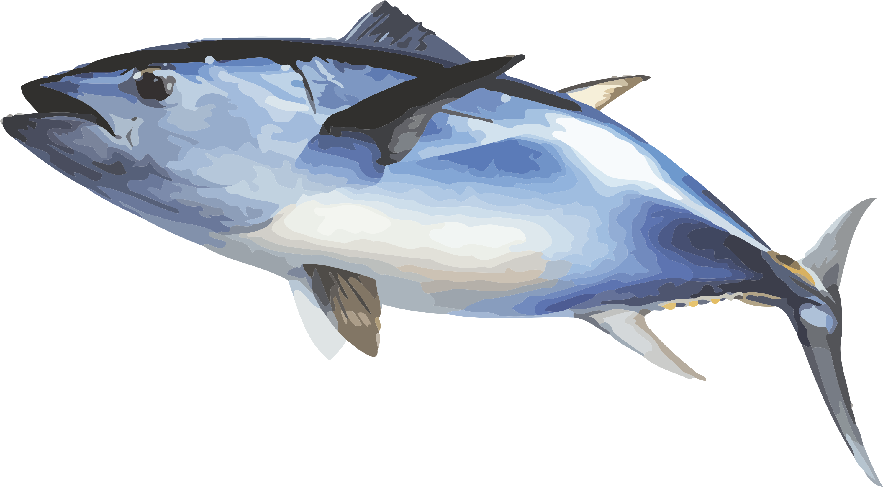 Download Bluefin Tuna Png Png Image With No Background