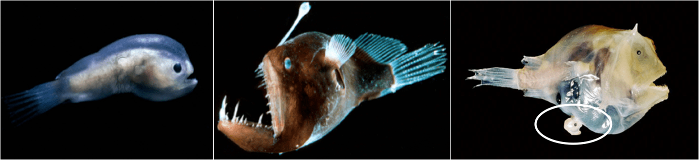 Download Male And Female Anglerfishes - Poster: Shale's Deep Sea ...