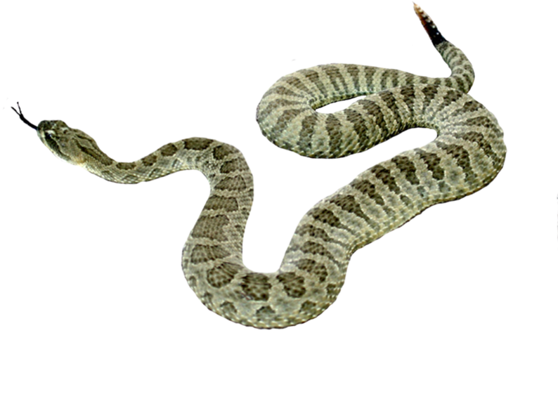 Snake Png Picture - Snakes - Free Transparent Png Download - Pngkey