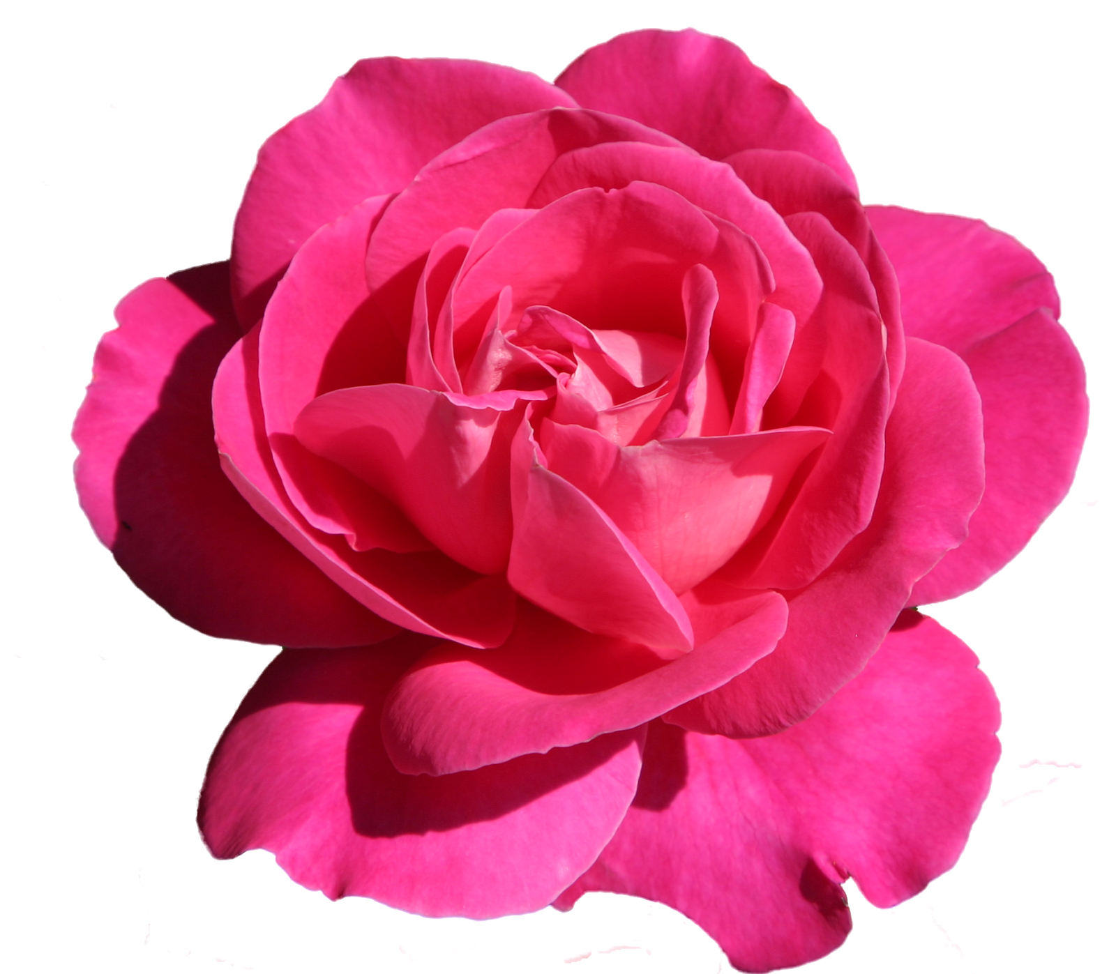 Download Pink Rose Png Rose Png Image With No Background 