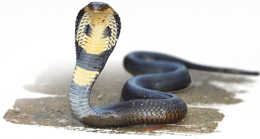 Snakes: 101 Super Fun Facts And Amazing Pictures (Featuring The