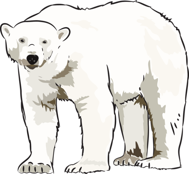 Download Art Polar Bear Clipart Kid - Art PNG Image with No Background ...