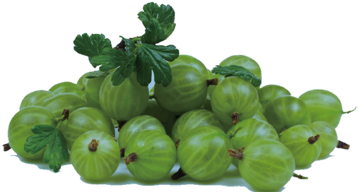 Download Growing Gooseberries Planting Gooseberry Bushes Gooseberry Gooseberry Png Image With No Background Pngkey Com