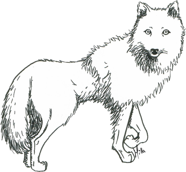 Download Prometheus Drawing White Wolf - Sketch Of An Arctic Wolf PNG ...