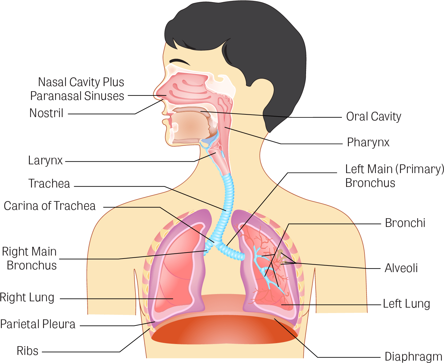 Illustration Of The Human Respiratory System - Human Respiratory System ...