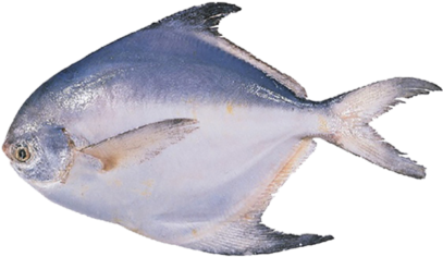 Download Pomfret White - Paplet Fish Information PNG Image with No ...