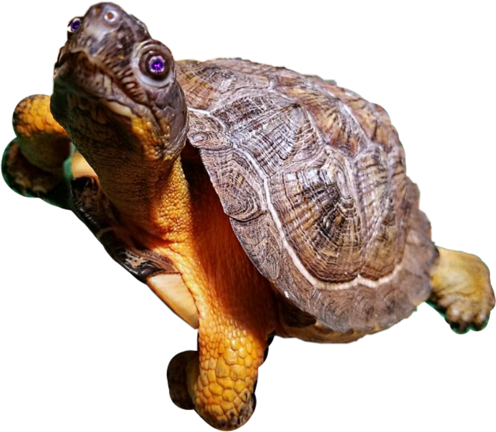 Download Desert Tortoise PNG Image with No Background - PNGkey.com