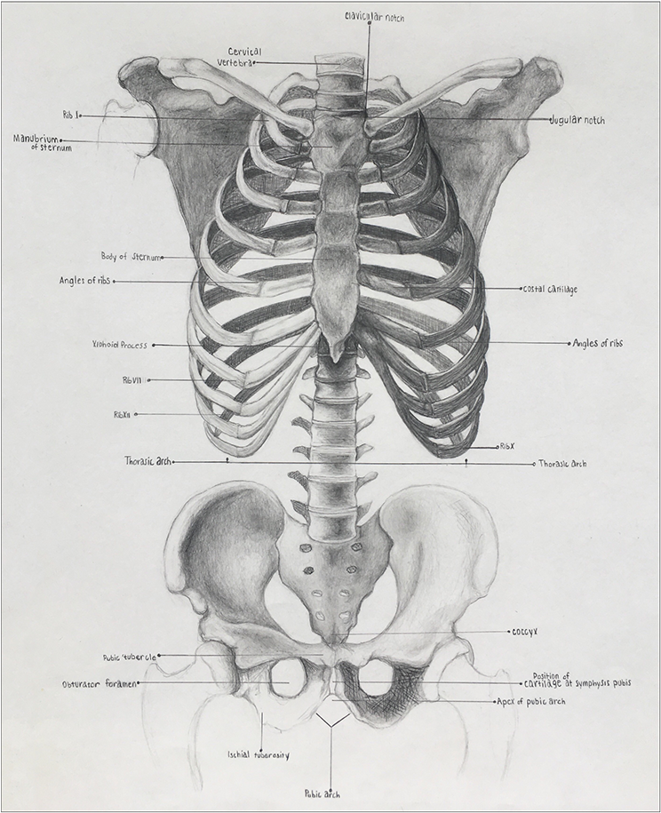 Download Png Library Download Anatomical Drawing Pelvis - Rib PNG Image ...