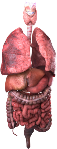 9297106, Internal Organs - Organ - Free Transparent PNG Download - PNGkey