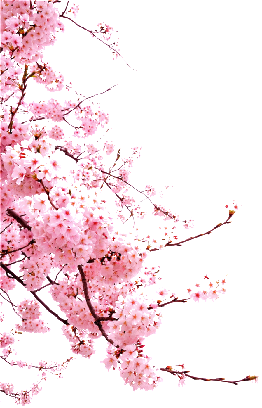 Download Romantic Chinese Style Painted Pink Flower Elements - Sakura