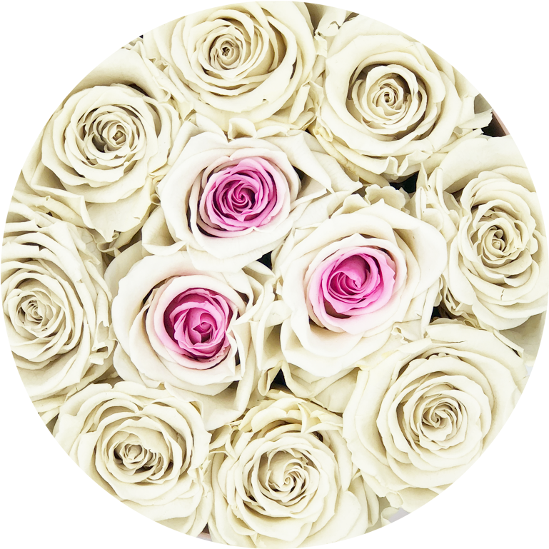 Download Rosas Blancas Png PNG Image with No Background - PNGkey.com