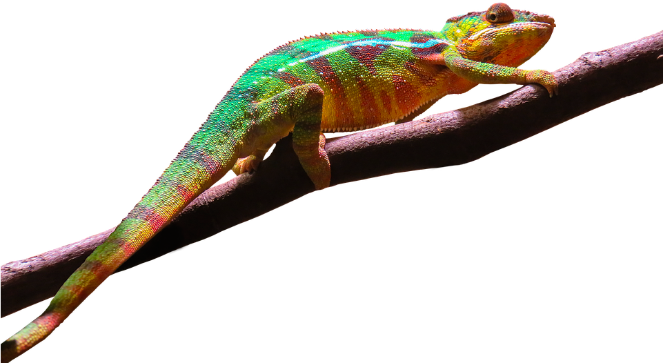 Leopard Gecko Clipart Transparent Background - Camaleão Colorido Png (960x720), Png Download