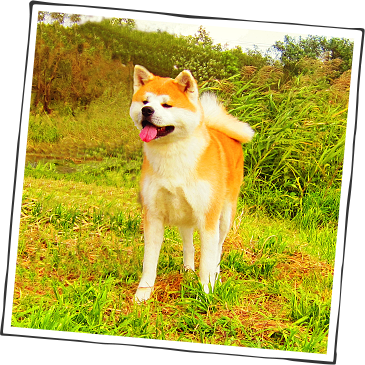 Download 秋田犬会館 Hokkaido Png Image With No Background Pngkey Com