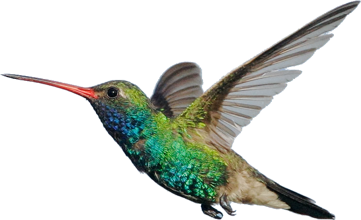 Scientific Classification And Surprising Facts - Colibri Real Png 